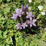 Gentianella ramosa Λουλούδι