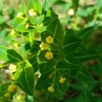 Euphorbia hyberna Flower