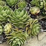 Saxifraga hostii Likasa