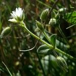 Cerastium pumilum برگ