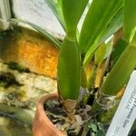 Guarianthe bowringiana Otro