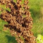 Rumex confertus Fruit