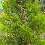 Hesperocyparis macrocarpa Blad