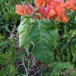 Bougainvillea × buttiana Liść