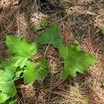 Adenocaulon bicolor Feuille