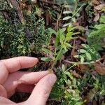 Vicia segetalis Lapas