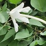 Thunbergia guerkeana 花