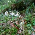 Epipogium aphyllum Fula