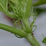 Malachra alceifolia Écorce