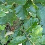Quercus falcata Habit