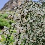 Genista monosperma Flor