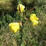 Oenothera glazioviana 花