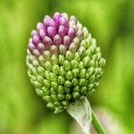 Allium sphaerocephalon ফুল