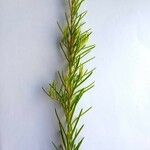 Melaleuca alternifolia Yaprak