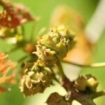 Dombeya ciliata Froito