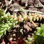 Sedum moranense Fruit