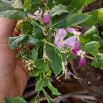 Raphanus sativus 花