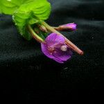 Epilobium amurense Квітка