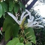 Bauhinia forficata Kwiat