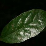 Licania membranacea Leaf
