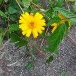 Sphagneticola trilobataFlower