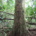 Calophyllum brasiliense Habitus