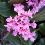 Bergenia crassifolia Blomma