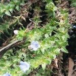 Echium parviflorum Flower