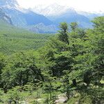 Nothofagus pumilio Habitat