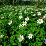 Anemone nemorosa Folha