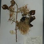 Clematis buchananiana Otro