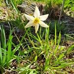 Narcissus tazetta Flower