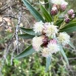 Baccharis salicifolia Blomma