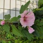 Hibiscus mutabilis ᱵᱟᱦᱟ