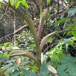 Myrrhidendron donnellsmithii Bark