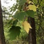 Acer glabrum Leaf