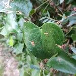 Smilax aspera Hoja