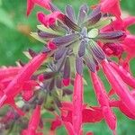 Salvia coccinea Blüte