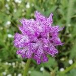 Neotinea tridentata Květ