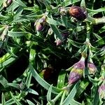 Dianthus subacaulis Blatt