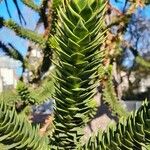 Araucaria araucana Blatt