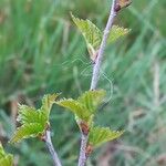 Betula humilis Лист