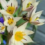 Tulipa turkestanica Flor