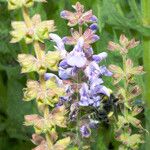 Salvia candelabrum Flor