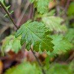 Jacobaea erratica Leaf