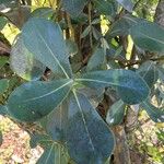 Clusia criuva Hoja