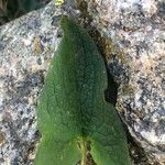 Blitum bonus-henricus Leaf