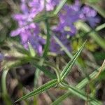 Phlox pilosa Hoja
