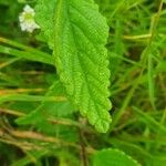 Lippia javanica ഇല