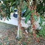 Prunus lusitanica Fruit